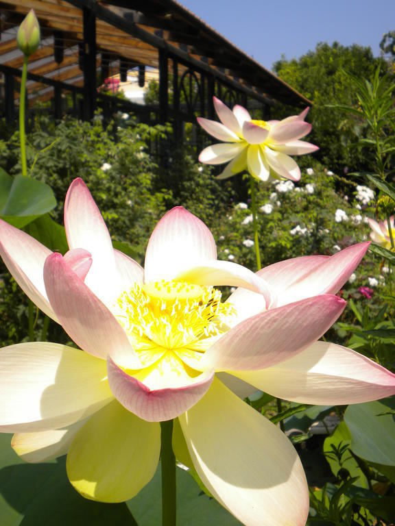 La Gallina Felice B&B เมตา ภายนอก รูปภาพ